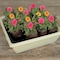 Plantation Products Jiffy 14 Cells 11 in. H X 11 in. W Seed Starting Kit 1 pk T14H - alternate 3